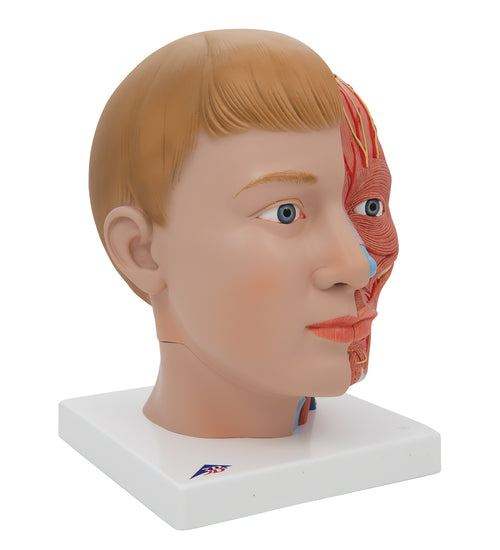 Human Head Model with Neck, 4 part - 3B Smart Anatomy