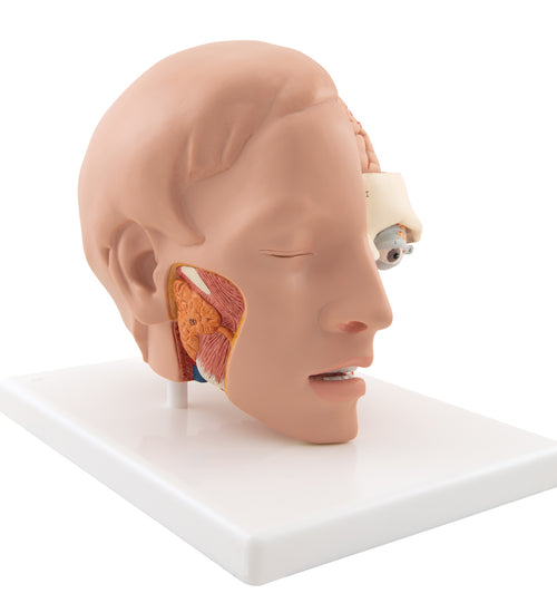Human Head Model, 6 part - 3B Smart Anatomy