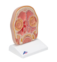 Model of Frontal Section of Human Head (paranasal sinuses) - 3B Smart Anatomy