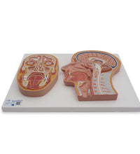 Median and Frontal Section of Human Head
