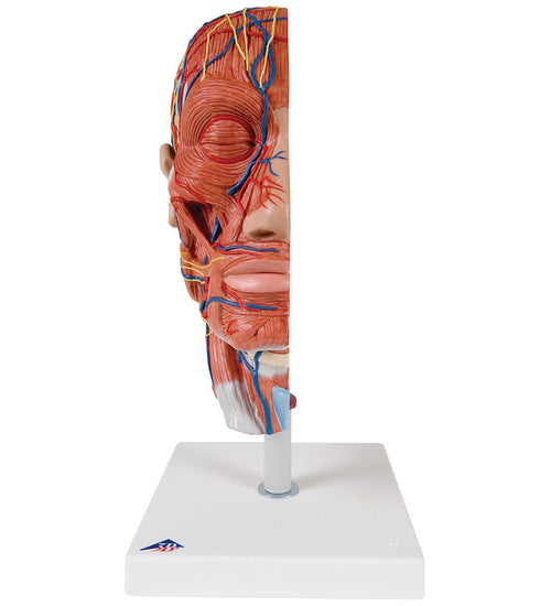 Half Head Model with Neck, Muscles, Blood Vessels & Nerve Branches - 3B Smart Anatomy