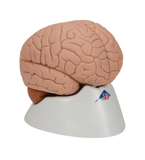 Human Brain Model, 2 part - 3B Smart Anatomy