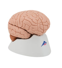 Human Brain Model, 4 part - 3B Smart Anatomy
