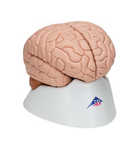 Human Brain Model, 8 part - 3B Smart Anatomy