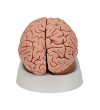 Classic Human Brain Model, 5 part - 3B Smart Anatomy