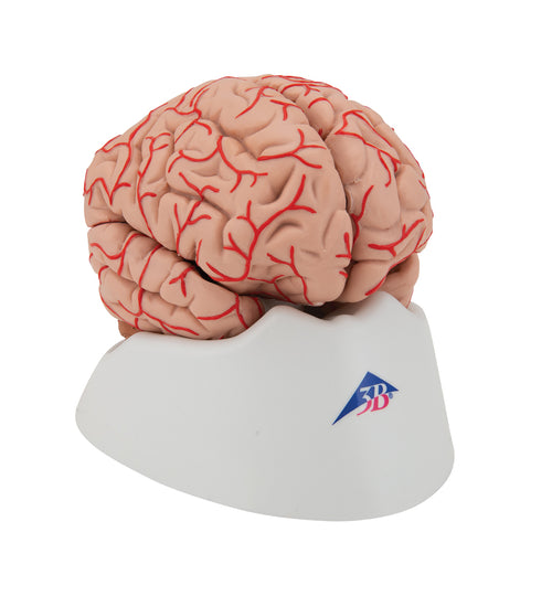 Human Brain Model with Arteries, 9 part - 3B Smart Anatomy