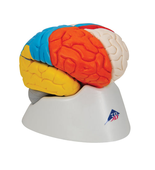Human Neuro-Anatomical Brain Model, 8 part - 3B Smart Anatomy