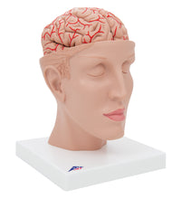 Human Brain Model with Arteries on Base of Head, 8 part - 3B Smart Anatomy