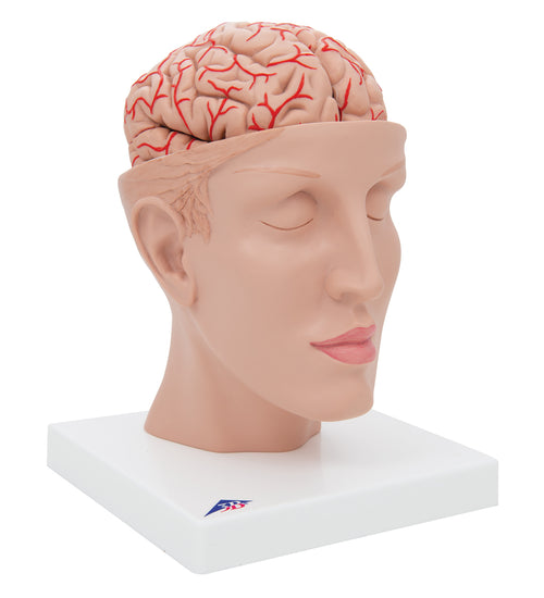 Human Brain Model with Arteries on Base of Head, 8 part - 3B Smart Anatomy