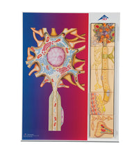 Human Nervous System Model Set "Physiology of Nerves" - 3B Smart Anatomy
