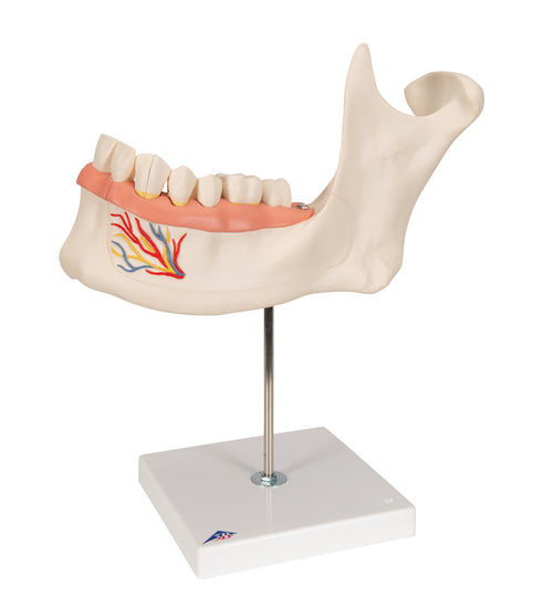 Half Lower Human Jaw Model, 3 times Full-Size, 6 part - 3B Smart Anatomy
