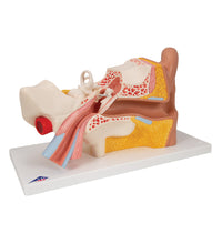 Human Ear Model, 3 times Life-Size, 4 part - 3B Smart Anatomy