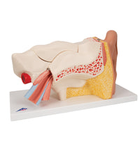 Human Ear Model, 3 times Life-Size, 6 part - 3B Smart Anatomy