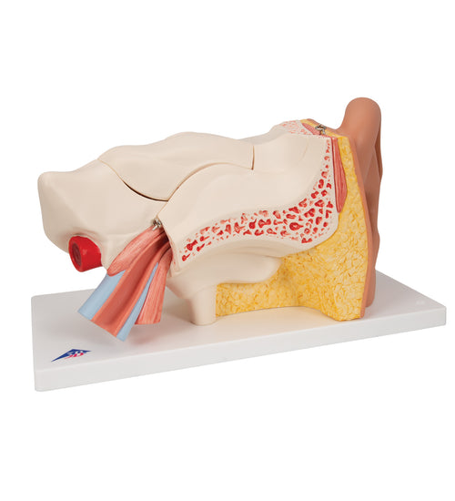 Human Ear Model, 3 times Life-Size, 6 part - 3B Smart Anatomy