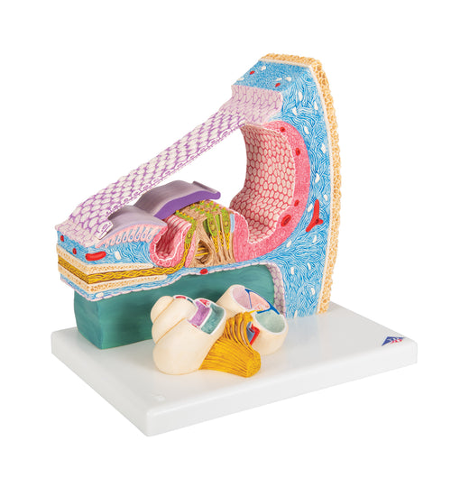 Organ of Corti Model with Representation in Cochlea - 3B Smart Anatomy
