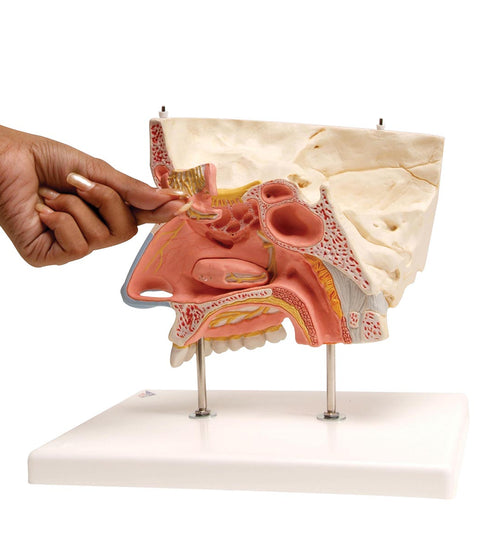 Human Nose Model with Paranasal Sinuses, 5 part - 3B Smart Anatomy