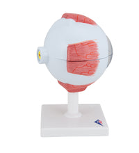 Human Eye Model, 5 times Full-Size, 6 part - 3B Smart Anatomy