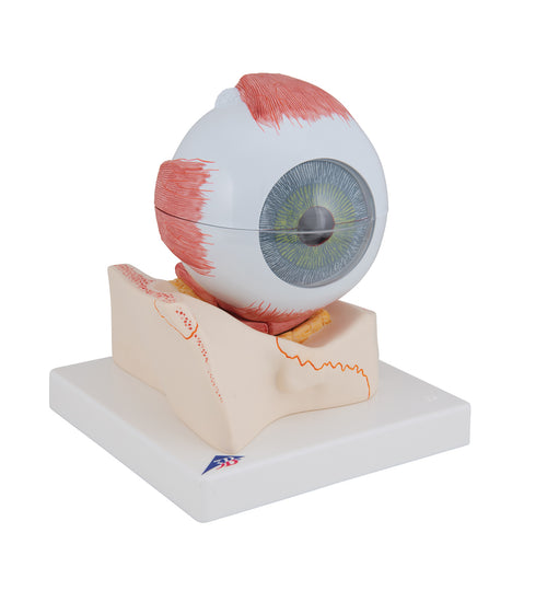 Human Eye Model, 5 times Full-Size, 7 part - 3B Smart Anatomy