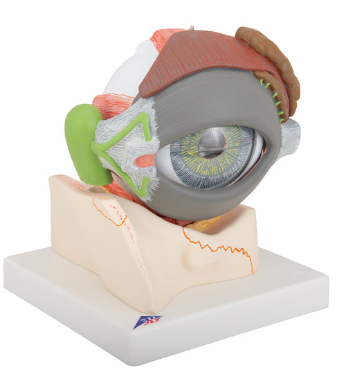 Human Eye Model, 5 times full-size, 8 part - 3B Smart Anatomy