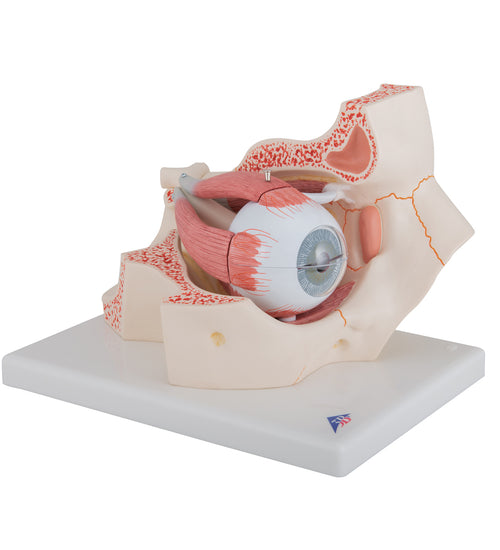 Human Eye Model, 3 times Full-Size, 7 part - 3B Smart Anatomy
