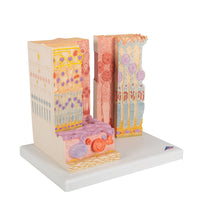 3B MICROanatomy Human Eye Model - 3B Smart Anatomy