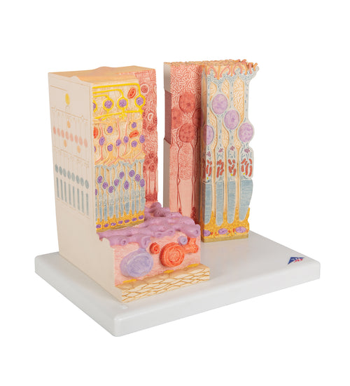 3B MICROanatomy Human Eye Model - 3B Smart Anatomy