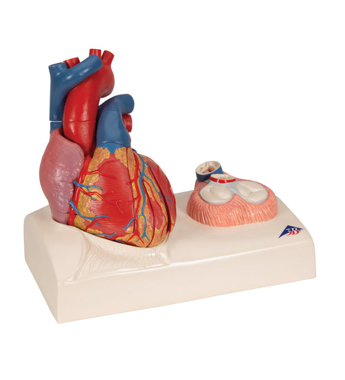 Life-Size Human Heart Model, 5 parts with Representation of Systole - 3B Smart Anatomy
