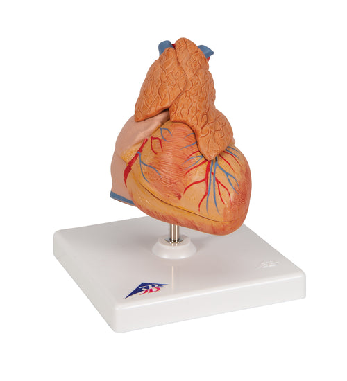 Classic Human Heart Model with Thymus, 3 part - 3B Smart Anatomy