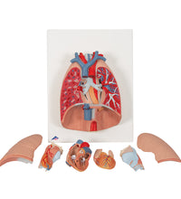 Human Lung Model with Larynx, 7 part - 3B Smart Anatomy