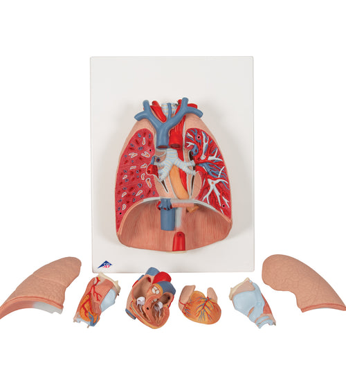 Human Lung Model with Larynx, 7 part - 3B Smart Anatomy