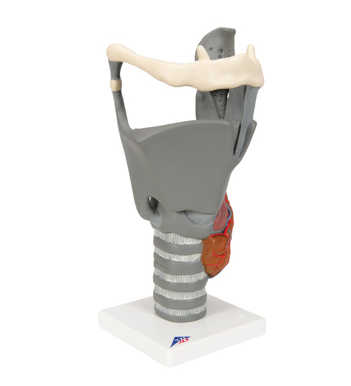 Functional Larynx Model, 2.5 times Full-Size - 3B Smart Anatomy