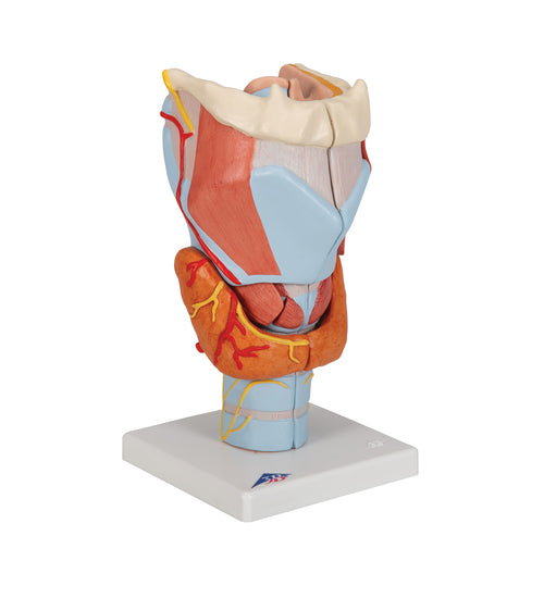 Human Larynx Model, 2 times Full-Size, 7 part - 3B Smart Anatomy