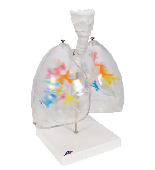 CT Bronchial Tree Model with Larynx & Transparent Lungs - 3B Smart Anatomy