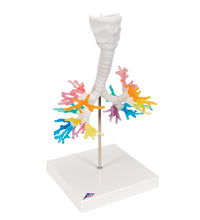 CT Bronchial Tree Model with Larynx - 3B Smart Anatomy