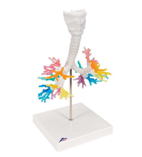 CT Bronchial Tree Model with Larynx - 3B Smart Anatomy