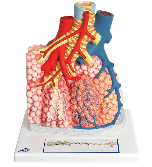 Model of Pulmonary Lobule with Surrounding Blood Vessels, 130 times Magnified - 3B Smart Anatomy