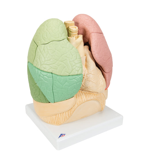 Segmented Lung Model - 3B Smart Anatomy