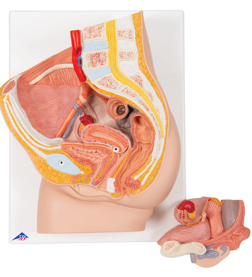 Female Pelvis Model in Median Section, 2 part - 3B Smart Anatomy