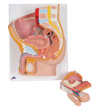 Male Pelvis Model in Median Section, 2 part - 3B Smart Anatomy
