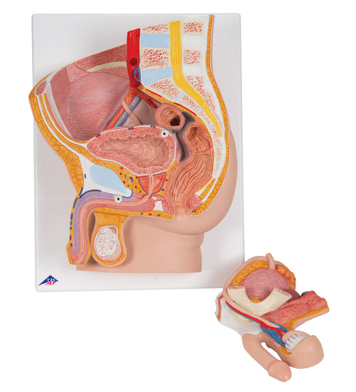 Male Pelvis Model in Median Section, 2 part - 3B Smart Anatomy