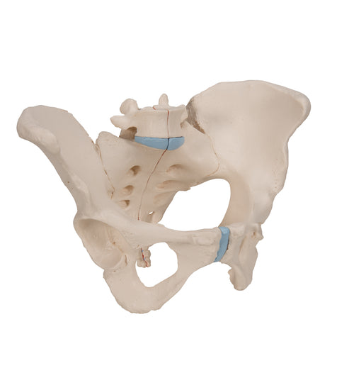 Female Pelvis Skeleton Model, 3 part - 3B Smart Anatomy