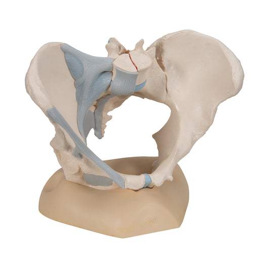 Female Pelvis Skeleton Model with Ligaments, 3 part - 3B Smart Anatomy