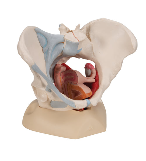 Female Pelvis Skeleton Model with Ligaments, Muscles & Organs, 4 part - 3B Smart Anatomy