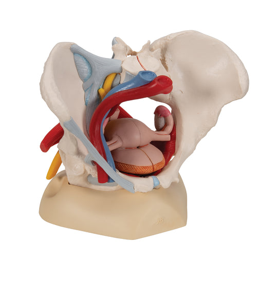 Human Female Pelvis Skeleton Model with Ligaments, Vessels, Nerves, Pelvic Floor Muscles & Organs, 6 part - 3B Smart Anatomy