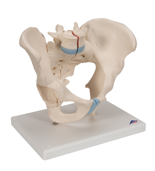 Male Pelvis Skeleton Model, 3 part - 3B Smart Anatomy
