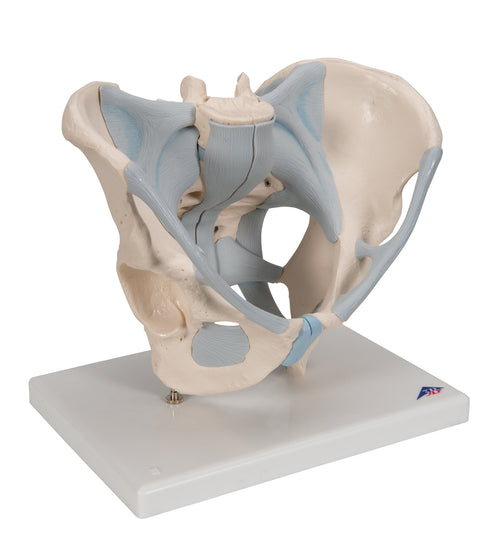 Human Male Pelvis Skeleton Model with Ligaments, 2 part - 3B Smart Anatomy
