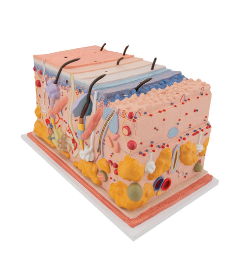 Human Skin Section Model, 70 times Full-Size - 3B Smart Anatomy