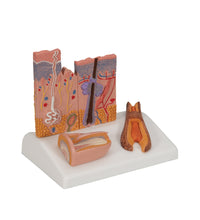 Microscopic Skin, Hair & Nail Model - 3B Smart Anatomy