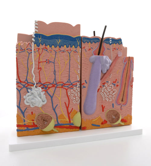Human Skin Model, 80 times Magnified, 3 part - 3B Smart Anatomy