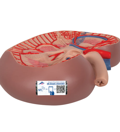Basic Kidney Section Model, 3 times Full-Size - 3B Smart Anatomy